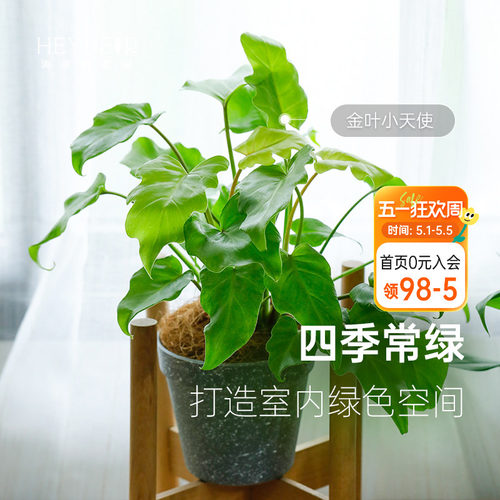 海蒂的花园蔓绿绒印第安羽毛喜林芋室内观叶植物客厅书房绿植盆栽 - 封面