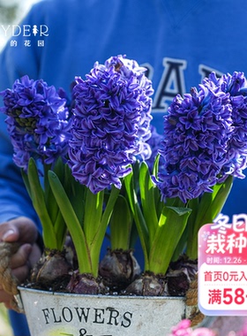 海蒂的花园风信子种球好养易开花阳台花园盆栽地栽芳香花卉