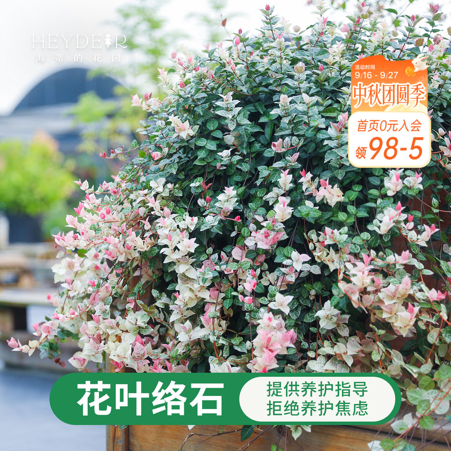 海蒂的花园花叶络石盆栽小苗垂吊观叶植物耐阴绿植阳台庭院室内外图片