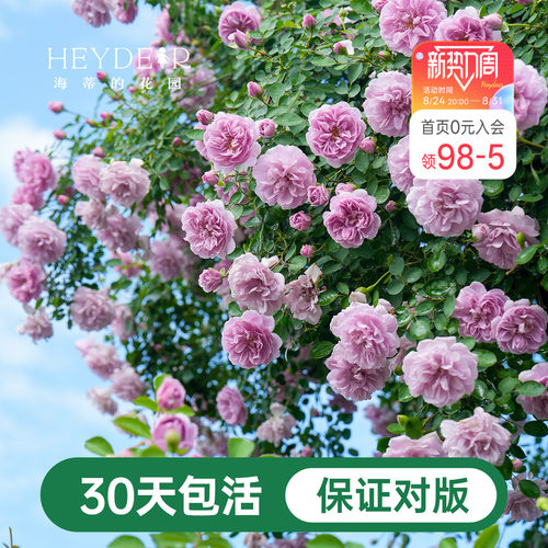 海蒂的花园爬藤月季花苗