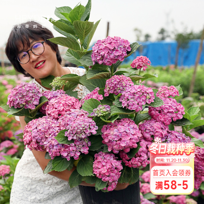 海蒂的花园绣球室外阳台庭院