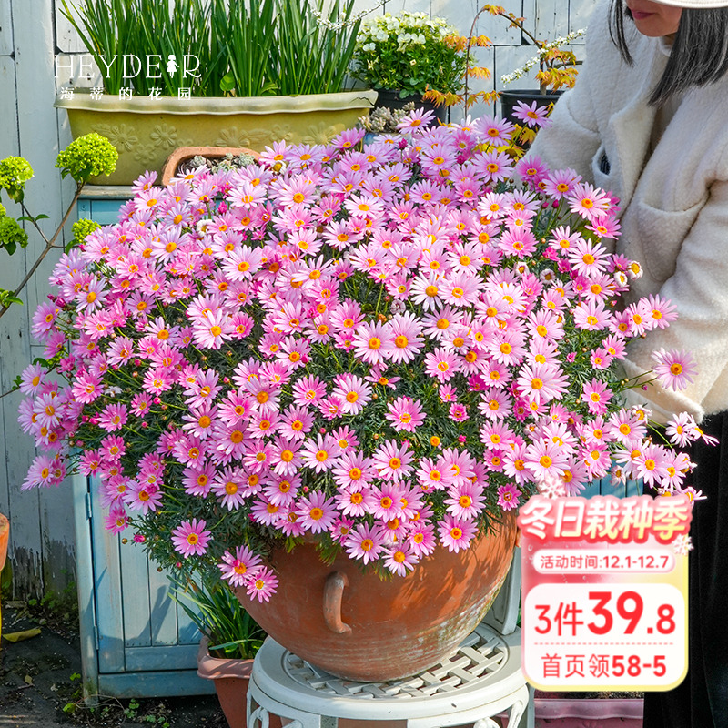 多年生玛格丽特盆栽草花