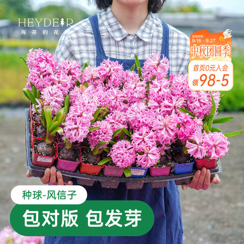 海蒂的花园风信子种球阳台水培盆栽地栽球根花卉植物庭院花园海妈