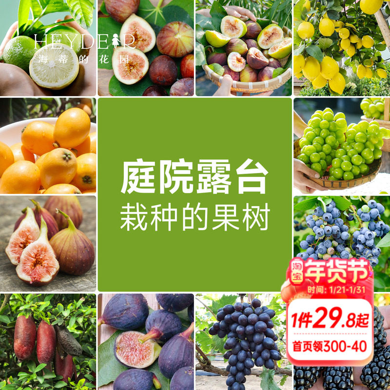 海蒂的花园 果树盆栽香水柠檬葡萄无花果好养果量大庭院易活果苗,鲜花速递/花卉仿真/绿植园艺,时令草本花卉,淘宝优惠券,粉丝福利购,淘宝优惠卷