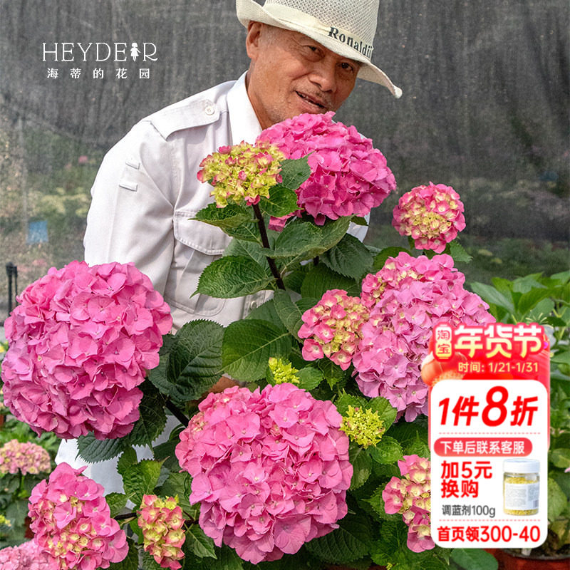 海蒂的花园黑金刚白色红色大花绣球八仙花可室外阳台庭院花卉盆栽,鲜花速递/花卉仿真/绿植园艺,绣球/木绣球/木本植物,淘宝优惠券,粉丝福利购,淘宝优惠卷