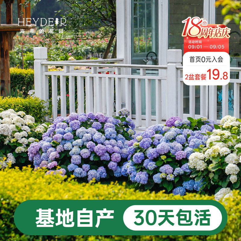 海蒂基地自产高品质绣球无尽夏图片