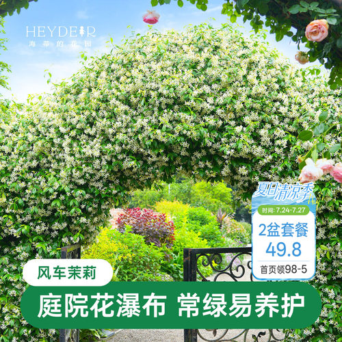 海蒂的花园风车茉莉苗爬藤植物