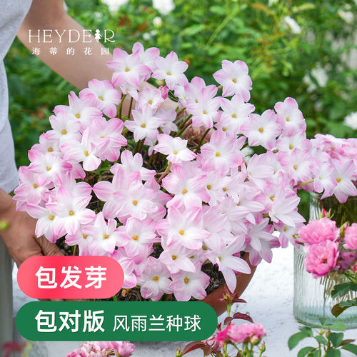 风雨兰多年生球根花卉耐热