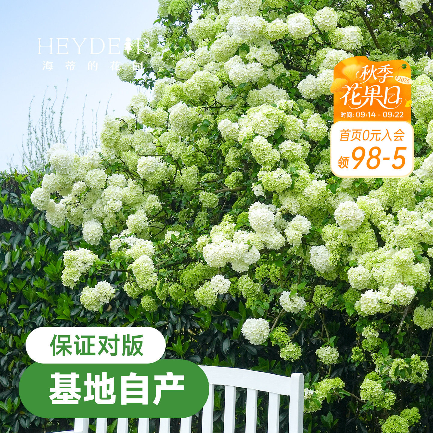 中华木绣球【小红书10万人种草】图片