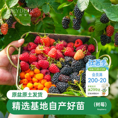海蒂的花园树莓浆果耐寒灌木好养