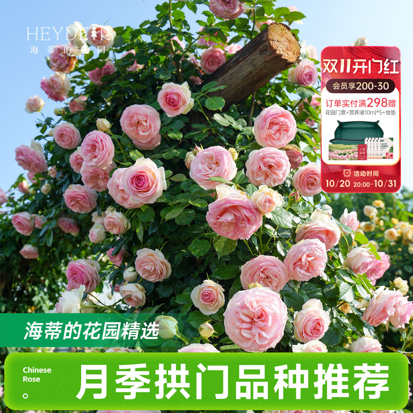 海蒂的花园月季花苗爬藤拱门玫瑰庭院地栽蓝色阴雨粉色龙沙宝石