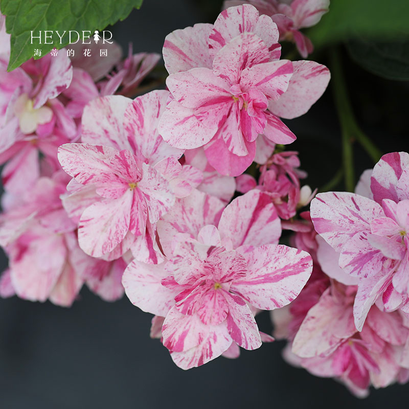 海蒂大花绣球庭院木本植物盆栽苗