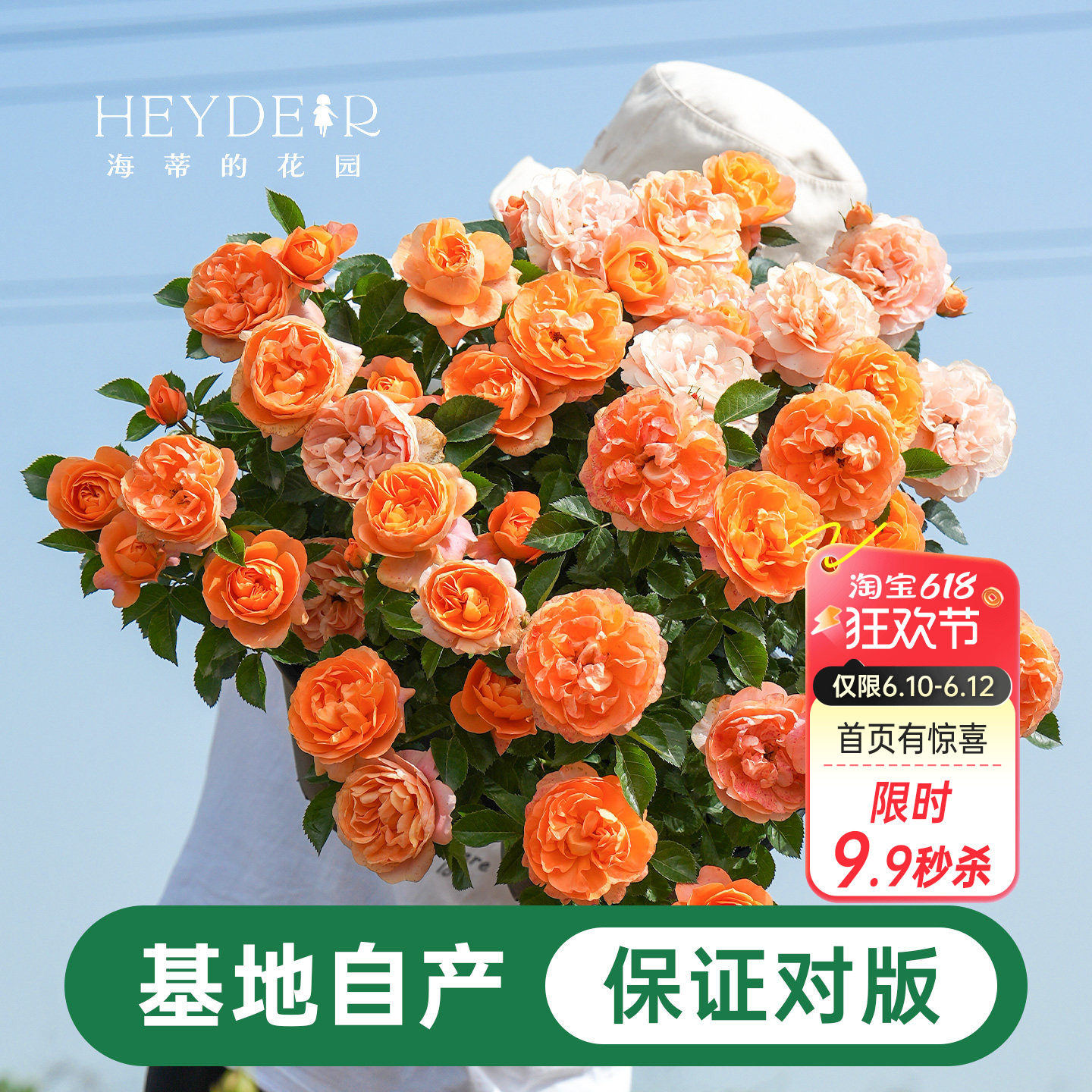 海蒂的花园月季花苗盆栽小苗爬藤玫瑰果汁阳台多季开花地栽花苗