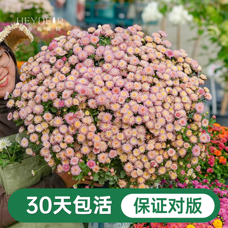 海蒂的花园球菊菊花盆栽拂晓苹果花菊花苗耐热带花苞阳台花园植物