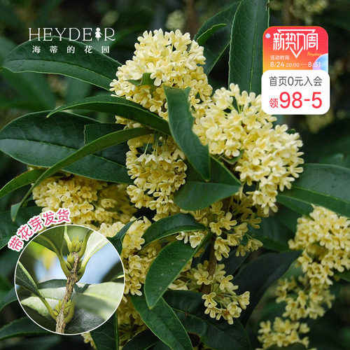 海蒂浓香四季桂花盆栽