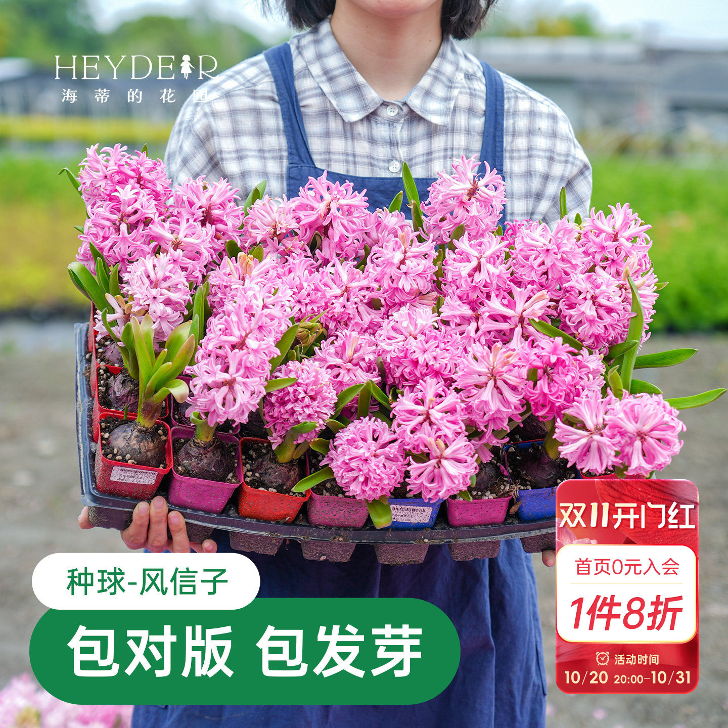 海蒂的花园风信子种球阳台水培盆栽地栽球根花卉植物庭院花园海妈