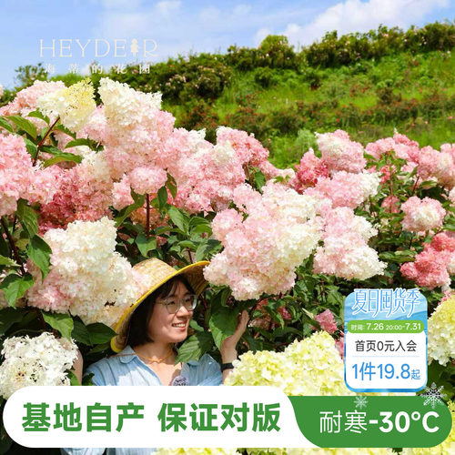 海妈北方耐寒耐旱植物花卉盆栽