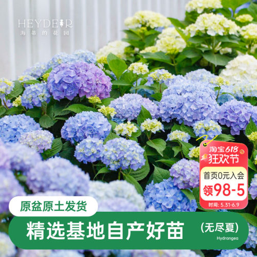 海蒂的花园无尽夏阳台庭院别墅