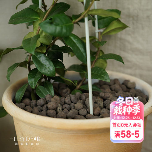 海蒂的花园 铺面陶粒花盆铺面石盆栽绿植花卉兰花垫底透气防烂根