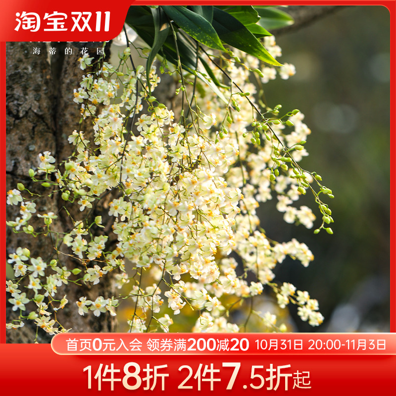 海蒂的花园文心兰盆栽兰花苗梦香兰桌面客厅绿植室内植物花卉盆栽