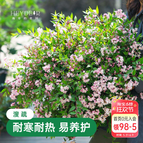 春天花瀑布溲疏海蒂的花园灌木