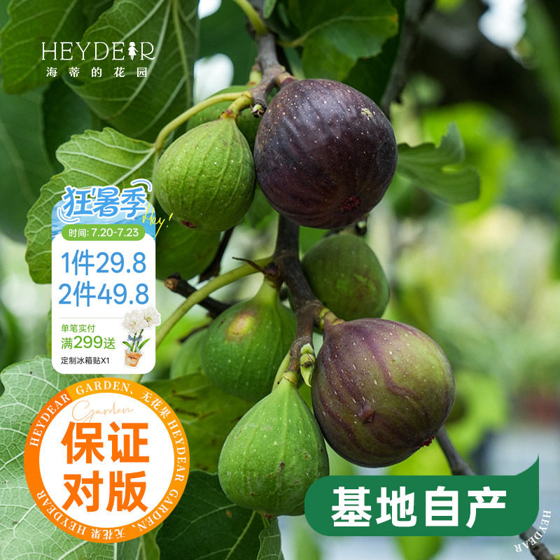 海蒂的花园无花果树果苗盆栽庭院家庭地栽水果树苗好种易养