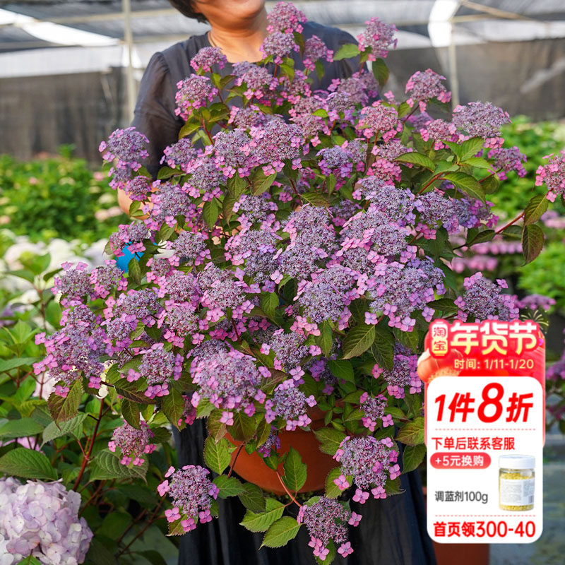 海蒂的花园绣球花苗山绣球花庭院阳台开花植物耐阴花卉盆栽,鲜花速递/花卉仿真/绿植园艺,绣球/木绣球/木本植物,淘宝优惠券,粉丝福利购,淘宝优惠卷