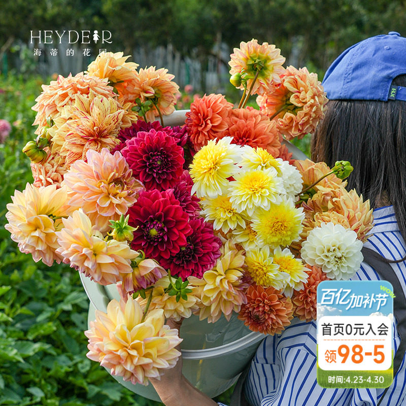 海蒂的花园大丽花种球进口大花球根花卉盆栽植物帝王大丽花树大丽