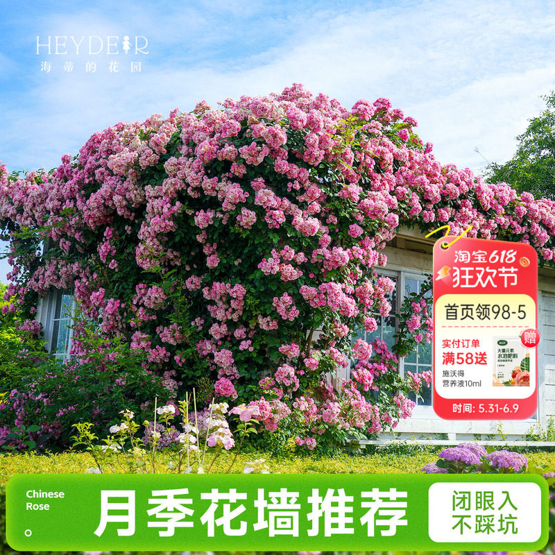 海蒂的花园成都总店月季花苗爬藤花墙藤本玫瑰盆栽花卉绿植海妈家