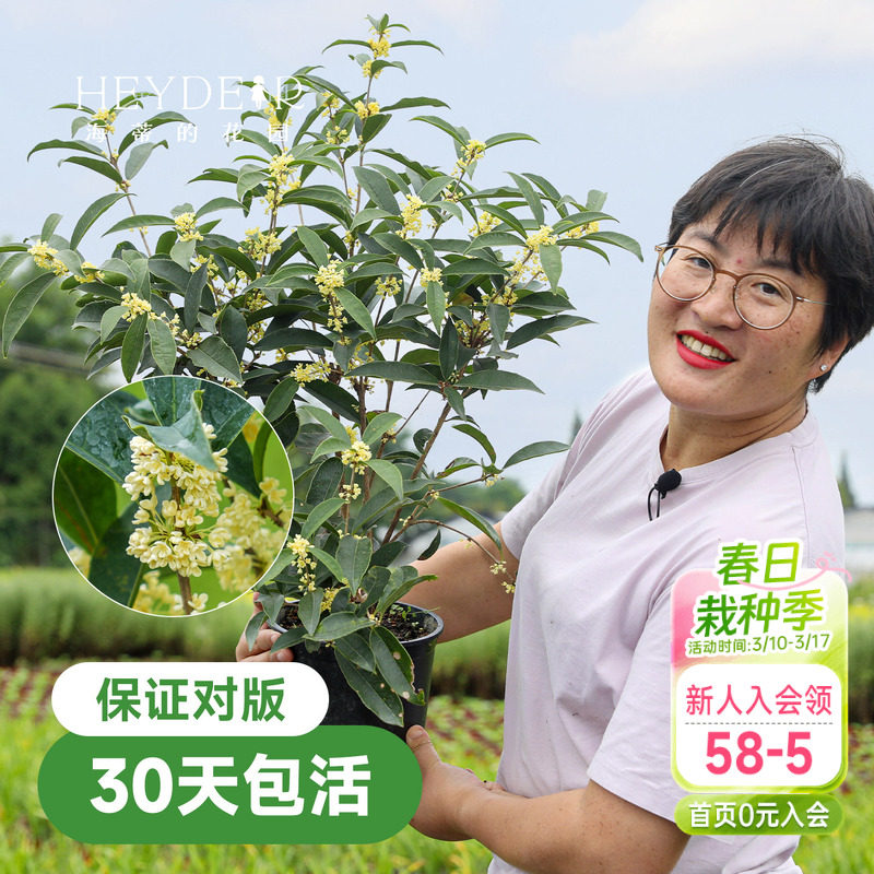 海蒂的花园桂花树苗四季桂盆栽室内可养庭院地栽花卉绿植八月金桂