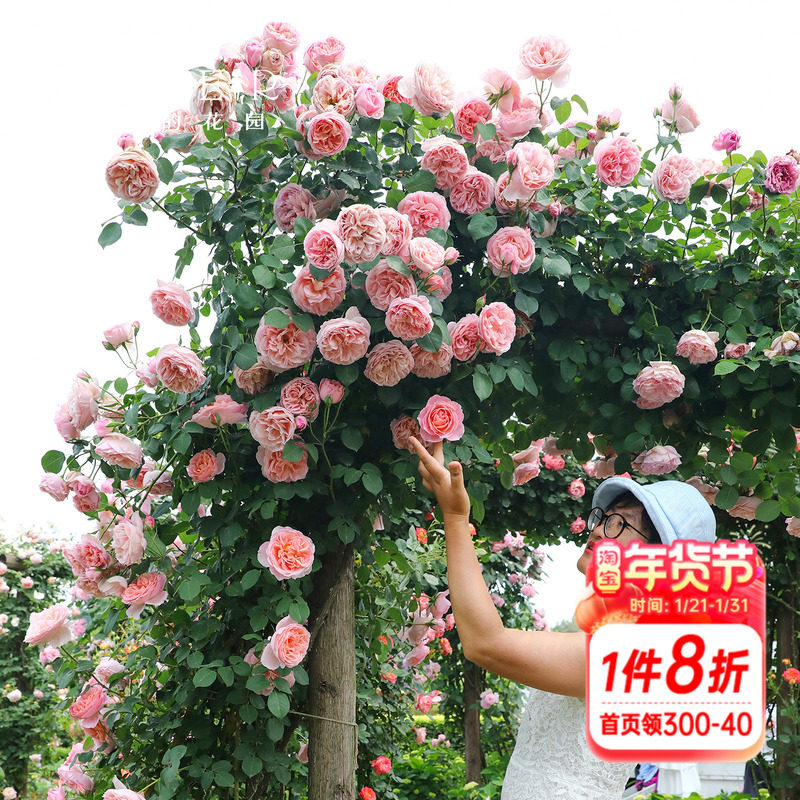 海蒂的花园月季花苗舍农索城堡的女人们玫瑰欧月爬藤植物花卉盆栽,鲜花速递/花卉仿真/绿植园艺,月季/蔷薇/玫瑰,淘宝优惠券,粉丝福利购,淘宝优惠卷