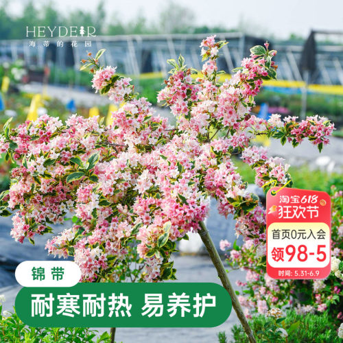 海蒂的花园花叶锦带春天爆花灌木