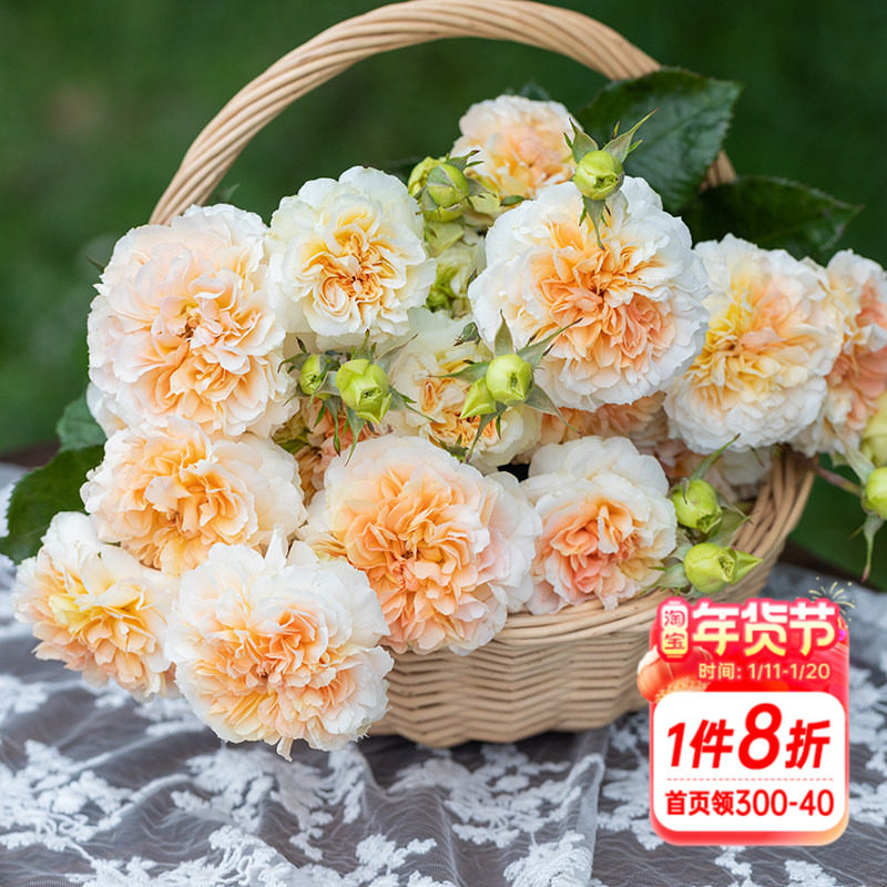 海蒂的花园月季花苗新品月季切花品种朱丽叶塔阳台庭院花卉盆栽苗,鲜花速递/花卉仿真/绿植园艺,月季/蔷薇/玫瑰,淘宝优惠券,粉丝福利购,淘宝优惠卷