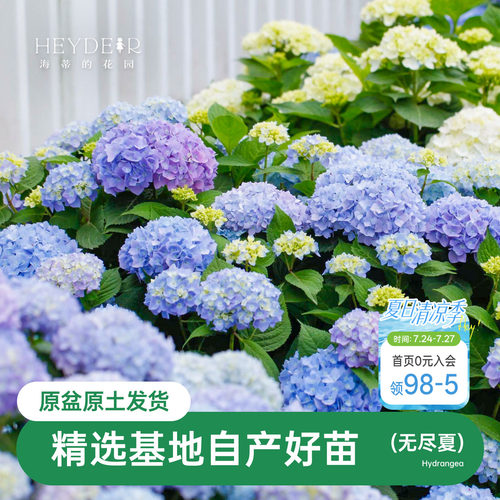海蒂的花园无尽夏阳台庭院别墅