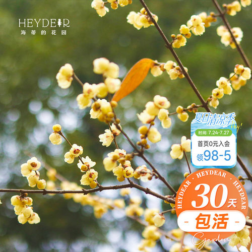 海蒂的花园腊梅花苗易活好养