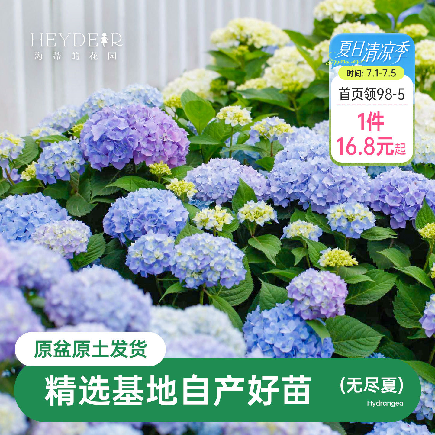 海蒂的花园无尽夏绣球花苗阳台庭院大苗别墅地栽好养植物花卉盆栽 - 实物图