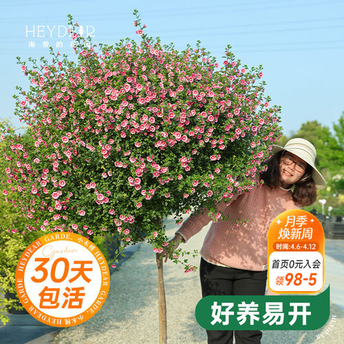 海蒂花苗木槿花棒棒糖