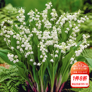 海蒂的花园铃兰种球多年生好养阳台切花庭院花卉盆栽花境植物球根