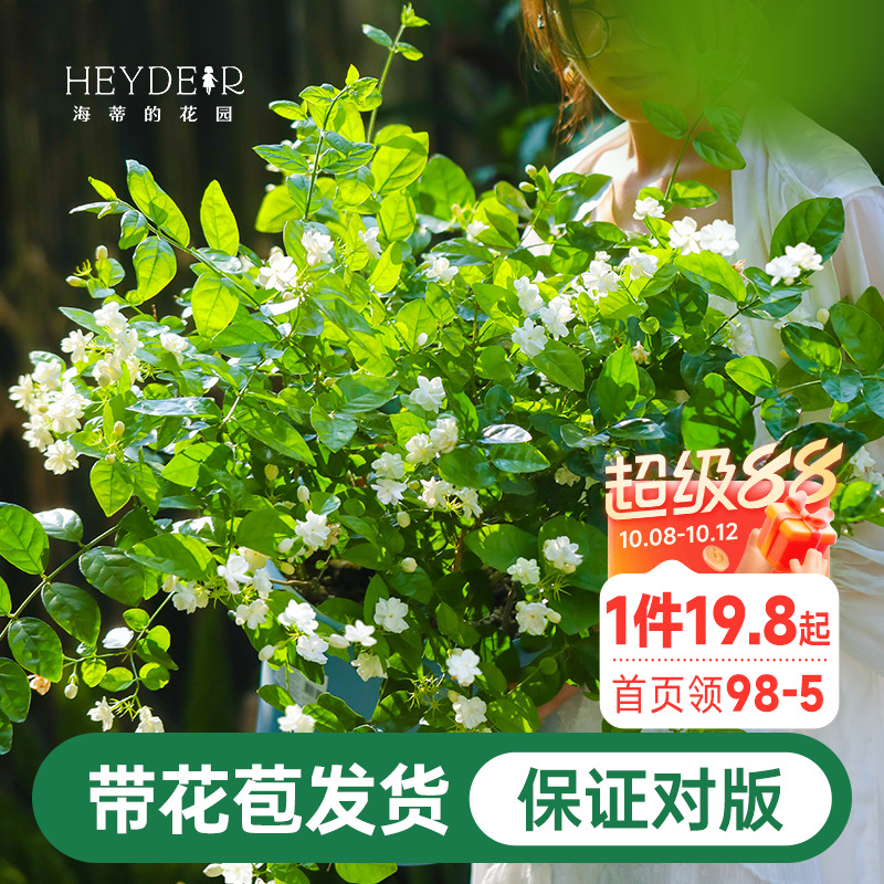 海蒂茉莉花阳台室内盆栽苗