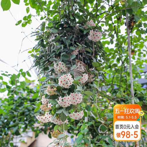 【小红书10万人种草】球兰好养