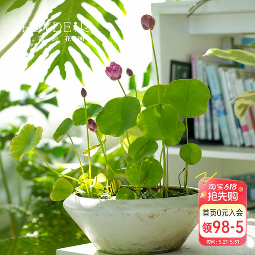 海蒂的花园 碗莲种藕荷花水培植物新手莲花可缸养庭院水生植物