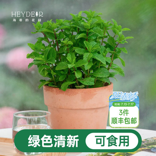 海蒂的花园薄荷盆栽苗