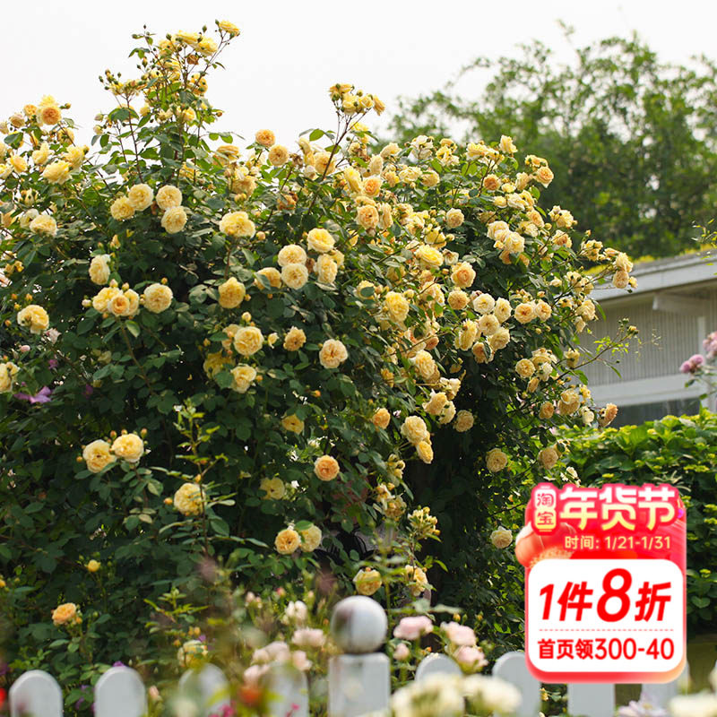 海蒂的花园爬藤月季玛格丽特王妃太子妃藤本花柱花墙拱门花卉盆栽,鲜花速递/花卉仿真/绿植园艺,月季/蔷薇/玫瑰,淘宝优惠券,粉丝福利购,淘宝优惠卷