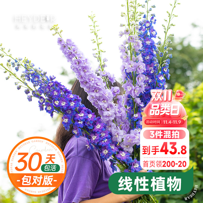 大花飞燕草花园春季花量大好养