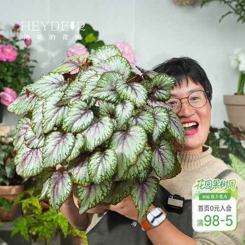 海蒂的花园秋海棠盆栽竹节海棠阳台室外室内客厅桌面绿植观叶植物