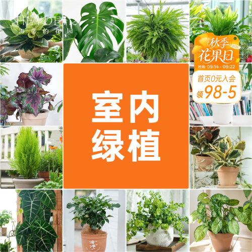 海蒂的花园室内绿植铂金钻龟背竹盆栽室内客厅桌面办公室观叶植物