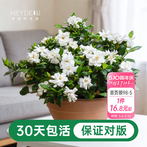 海蒂的花园栀子花盆栽树苗开花浓香花卉植物庭院阳台常绿植物