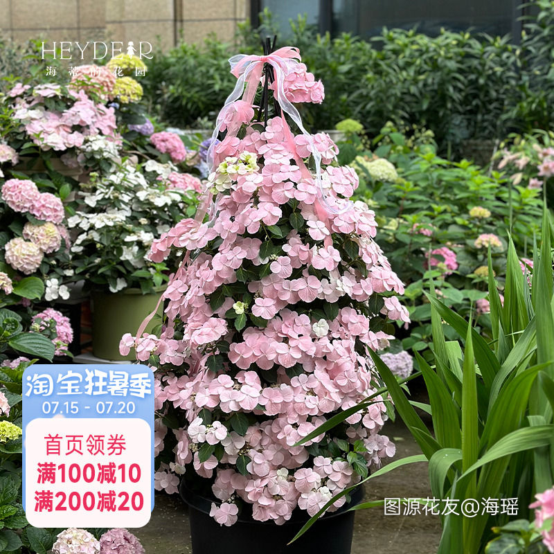 海蒂的花园逃跑新娘绣球花苗
