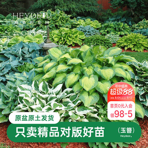 玉簪耐阴观叶庭院宿根植物