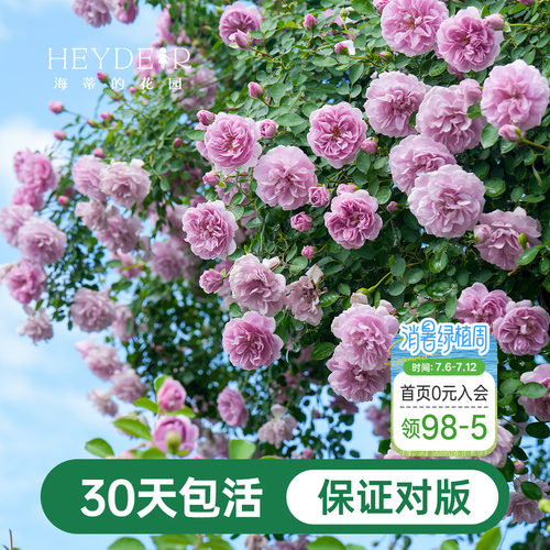 海蒂的花园爬藤月季花苗